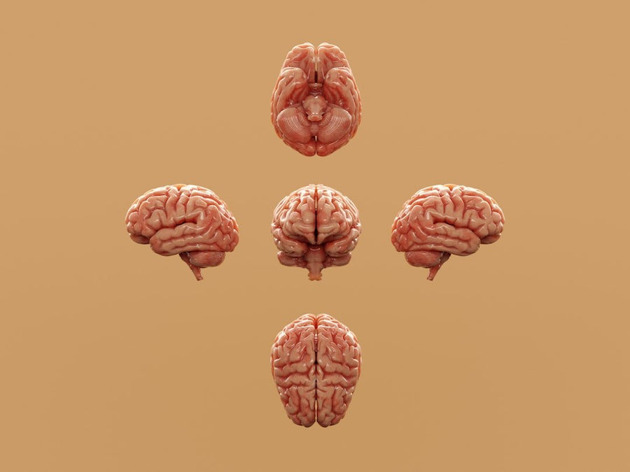 Como o ômega 3 melhora memória, foco e concentração e potencializa a saúde cerebral