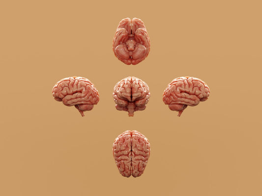 Como o ômega 3 melhora memória, foco e concentração e potencializa a saúde cerebral
